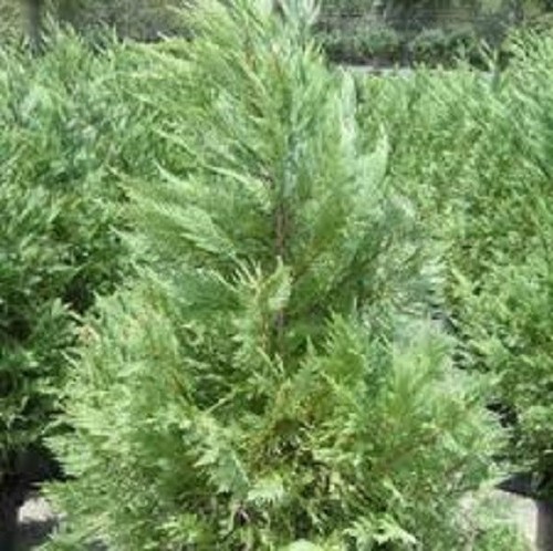 Leyland cypress five - to, 500